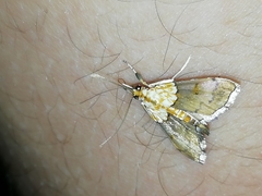 Agrotera nemoralis