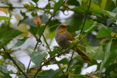 Pycnonotus finlaysoni eous