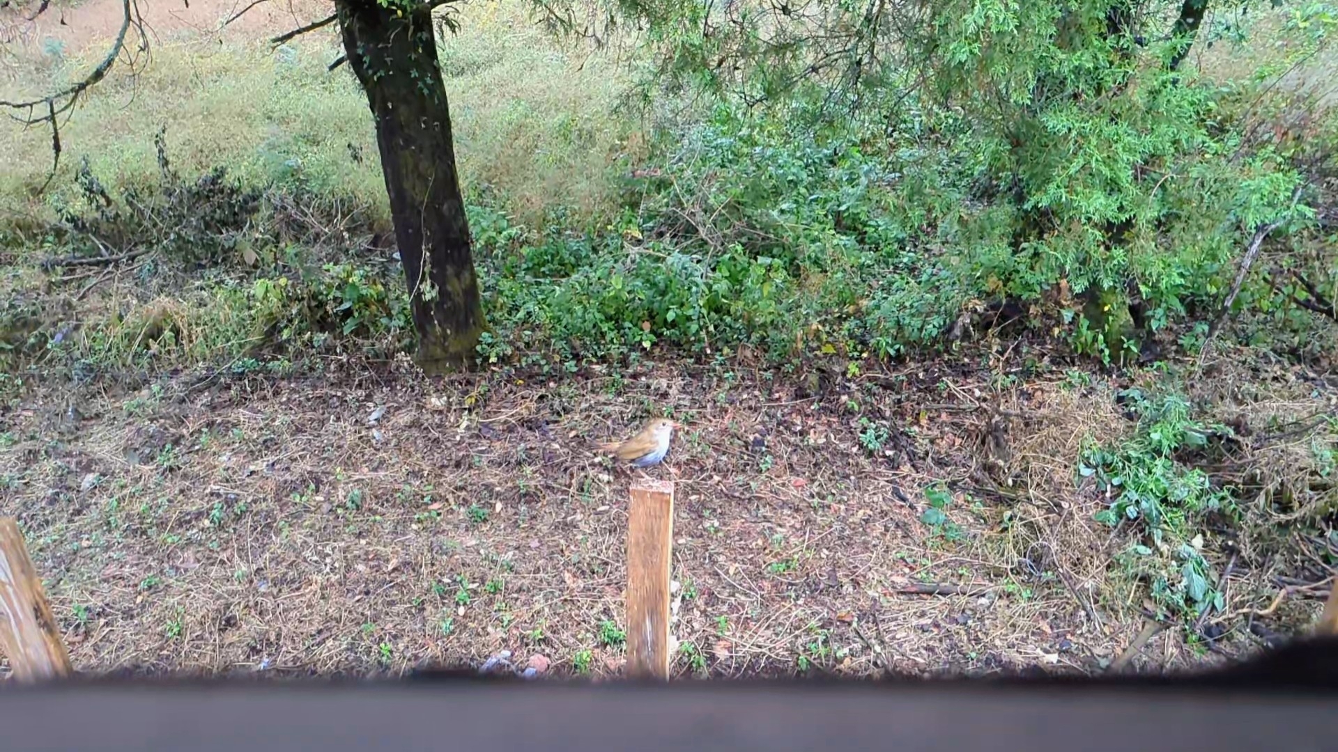 Orange-billed Nightingale-Thrush (Catharus aurantiirostris), photo 7