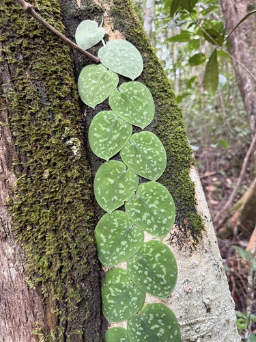 Foto de Jiboia