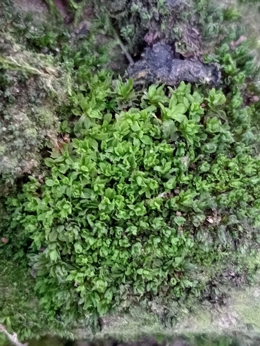 Image of Syntrichia latifolia by (c) guywallbanks, some rights reserved (CC BY)