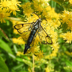 Synanthedon