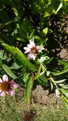 Echinacea purpurea