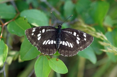 Hungarian Glider