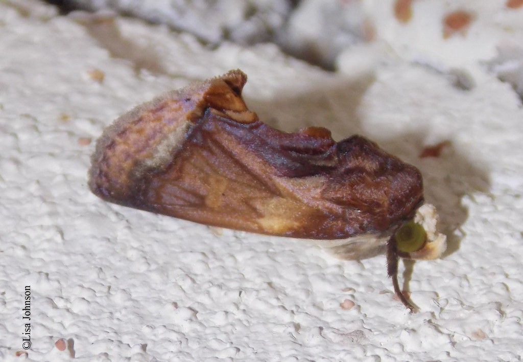 Gonodonta nitidimacula