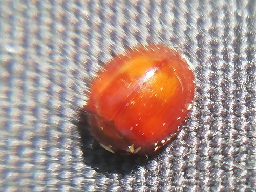 Pine Ladybird
