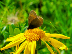 Erebia epiphron