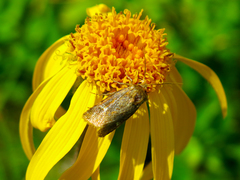 Eriopygodes imbecilla