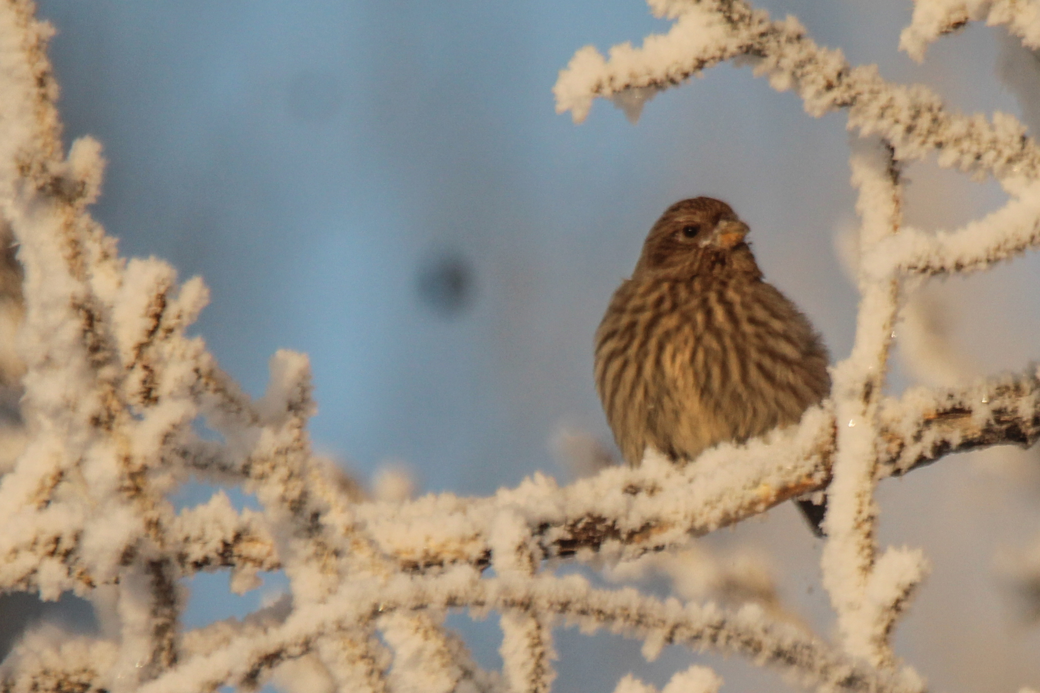Great Rosefinch (Carpodacus rubicilla), photo 9