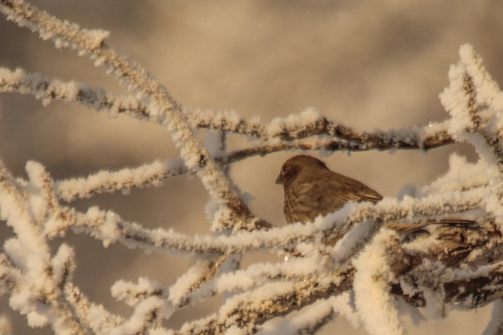 Great Rosefinch (Carpodacus rubicilla), photo 10
