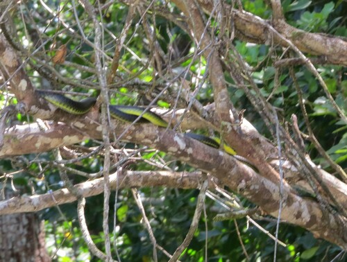 Common Tree Snake sighting