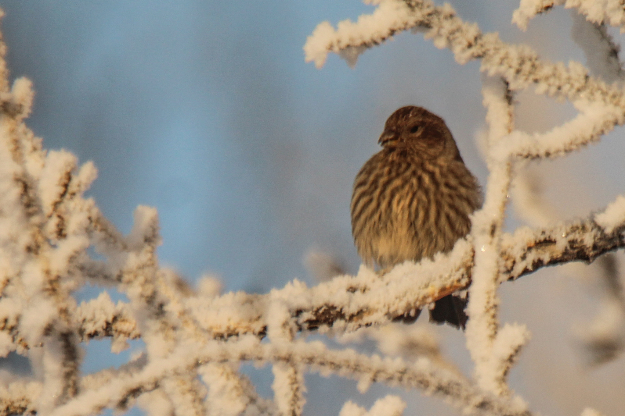 Great Rosefinch (Carpodacus rubicilla), photo 8