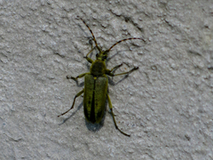 Lepturobosca virens