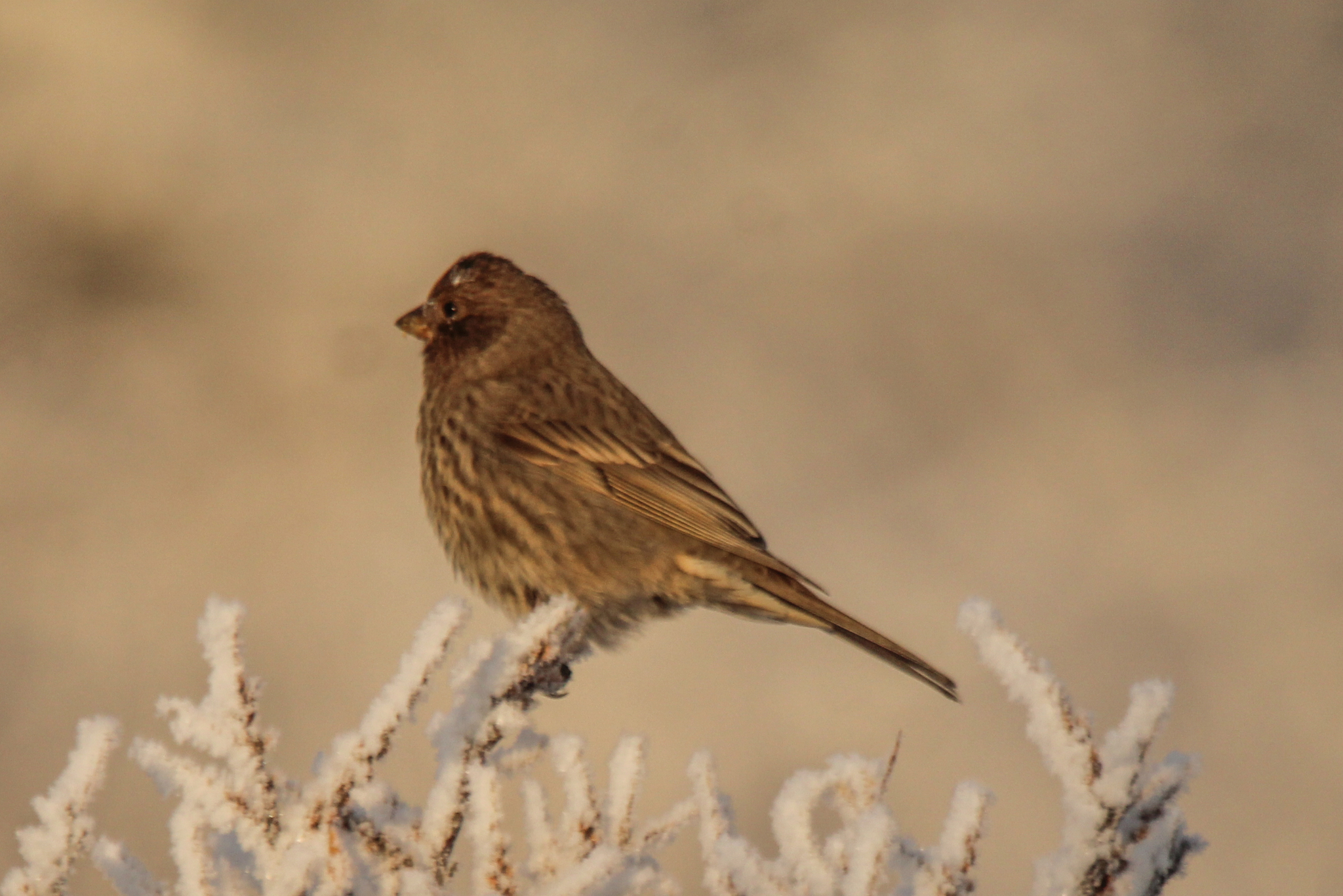 Great Rosefinch (Carpodacus rubicilla), photo 5