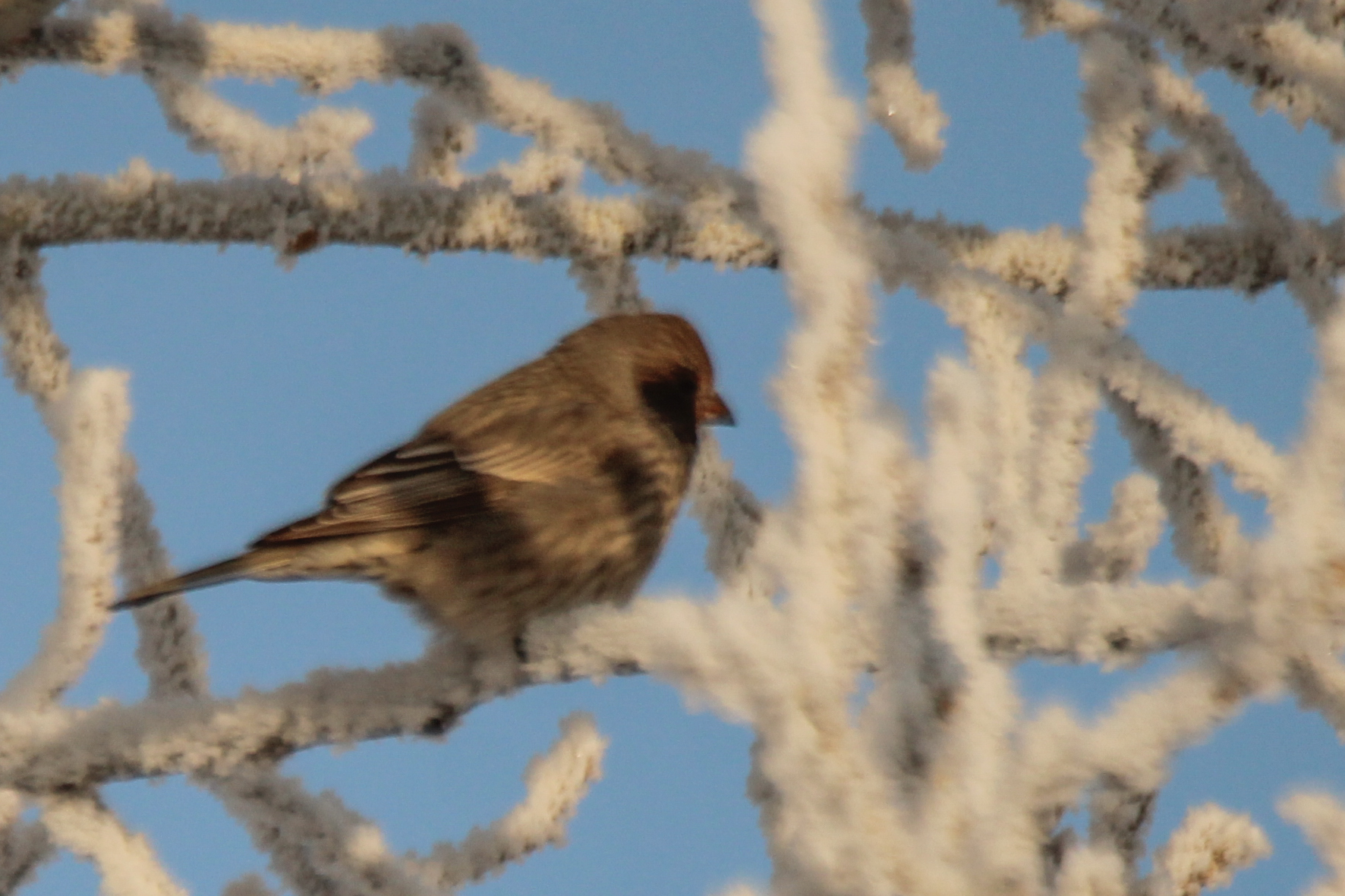Great Rosefinch (Carpodacus rubicilla), photo 7