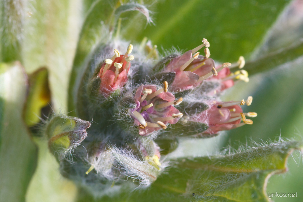 Solenanthus