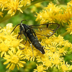 Synanthedon