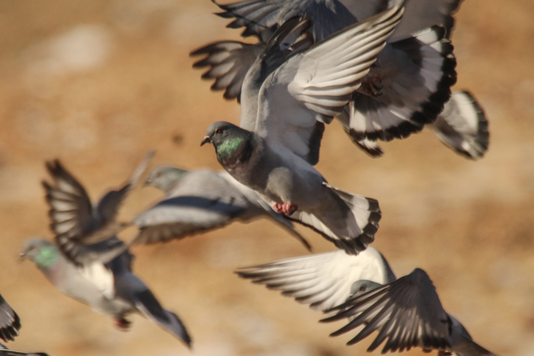 Hill Pigeon (Columba rupestris), photo 5