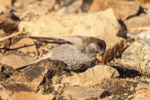 Brandt's Mountain Finch (Leucosticte brandti), photo 8