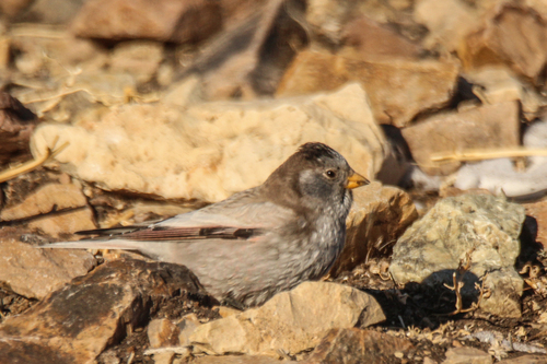 Brandt's Mountain Finch (Leucosticte brandti), photo 9