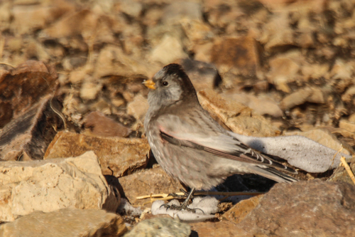 Brandt's Mountain Finch (Leucosticte brandti), photo 4