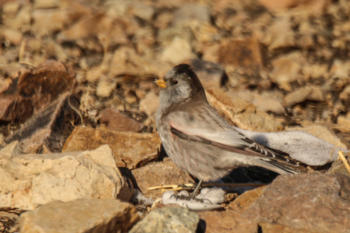 Brandt's Mountain Finch (Leucosticte brandti), photo 4