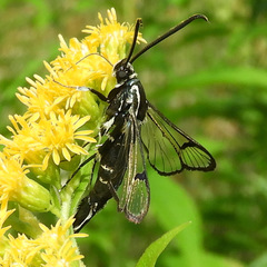 Synanthedon