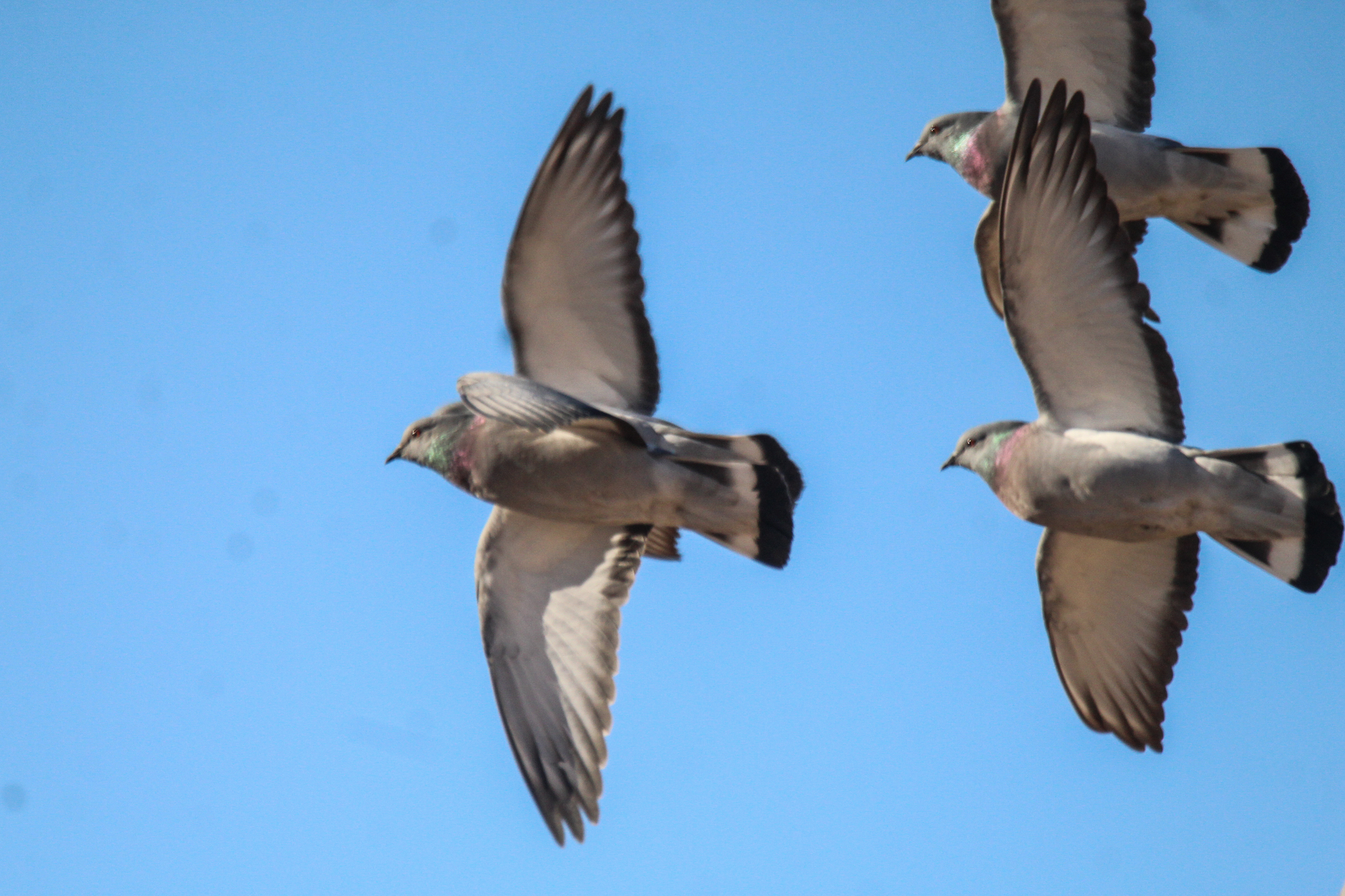 Hill Pigeon (Columba rupestris), photo 6