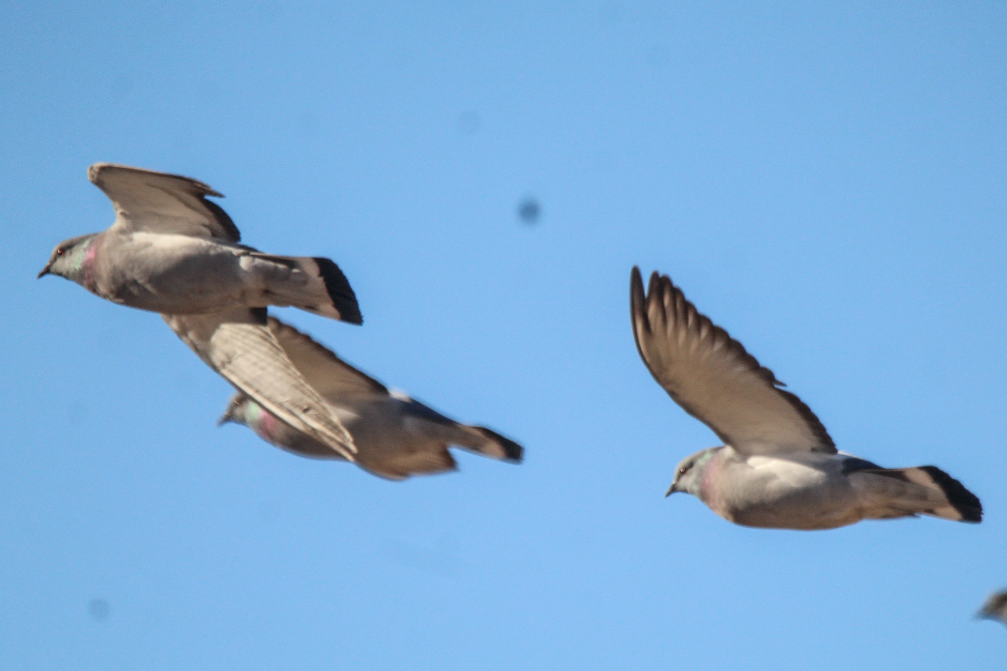 Hill Pigeon (Columba rupestris), photo 7