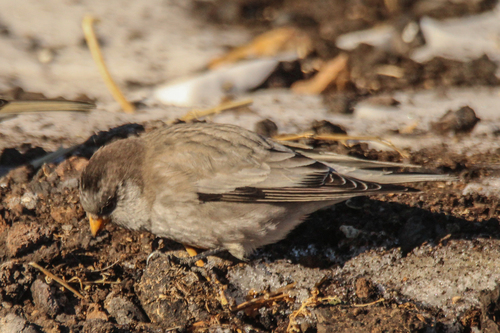 Brandt's Mountain Finch (Leucosticte brandti), photo 10