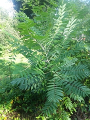 Rhus glabra