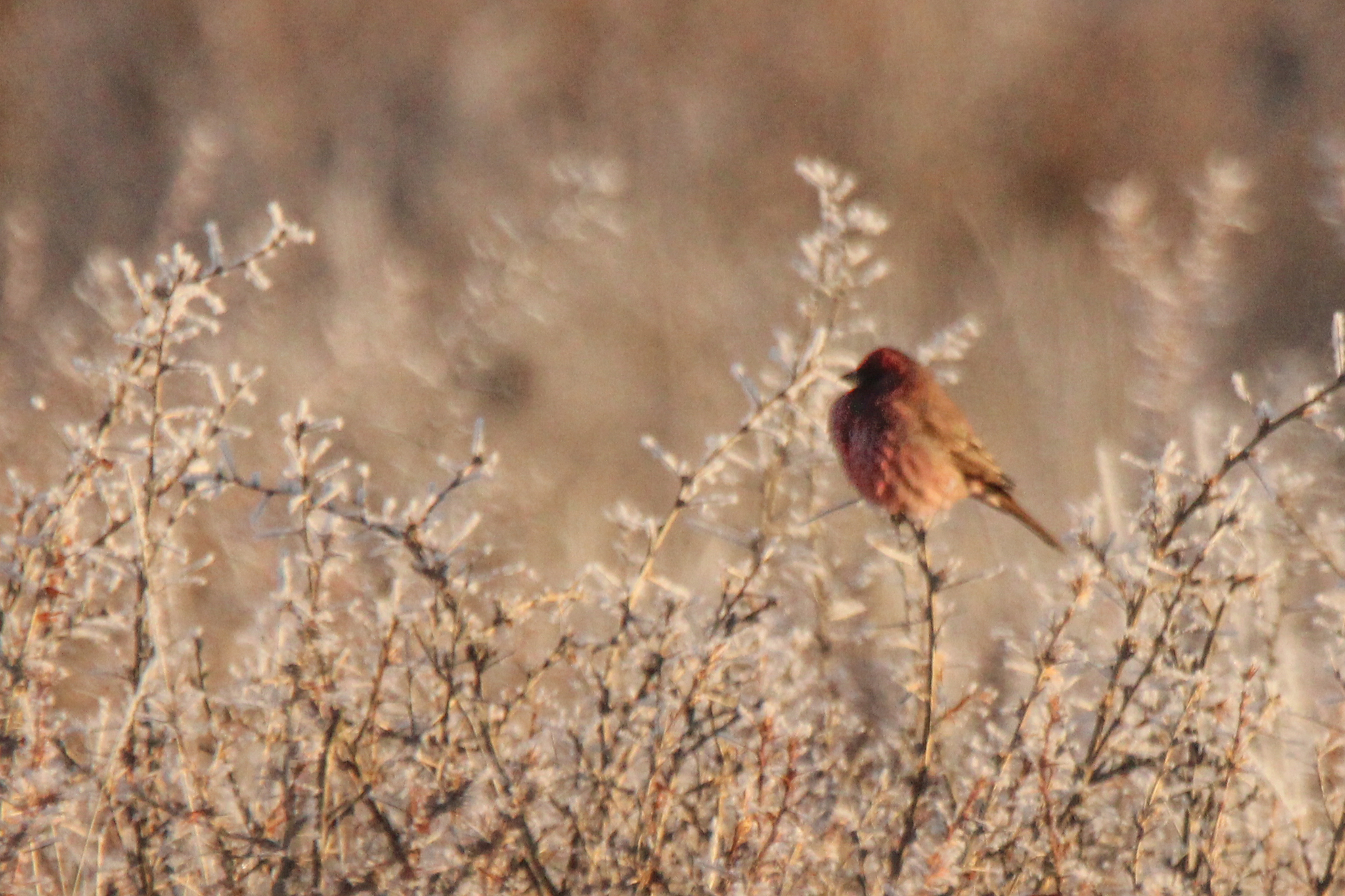 Great Rosefinch (Carpodacus rubicilla), photo 6