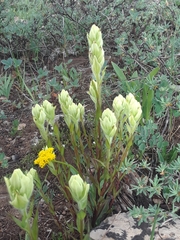 Castilleja occidentalis