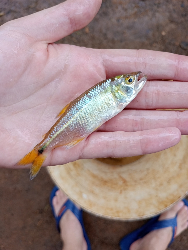 Silver Toothy