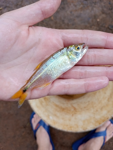Silver Toothy