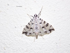 Conchylodes diphteralis