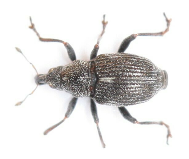 Rhinoncus smreczynskii