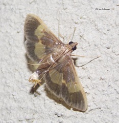 Diaphania lualis