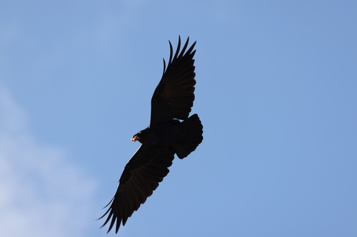 Fan-tailed Raven (Corvus rhipidurus), photo 4