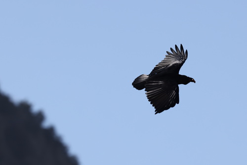 Fan-tailed Raven (Corvus rhipidurus), photo 3