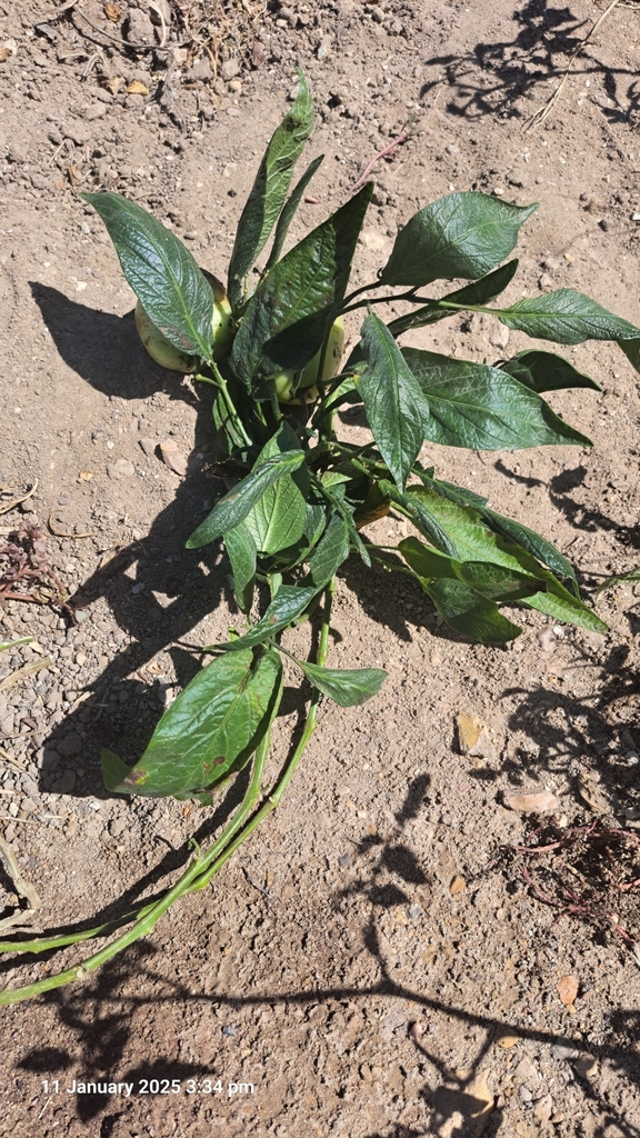 Foto de Pepino-do-mar