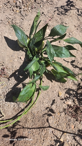 Pepino-do-mar