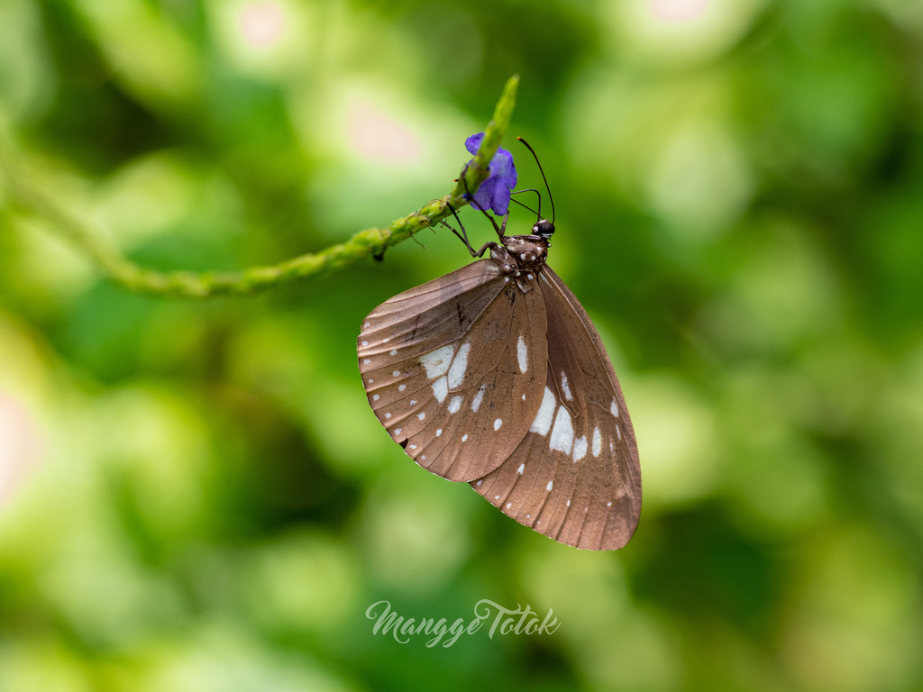 Euploea eleusina (Euploea eleusina)