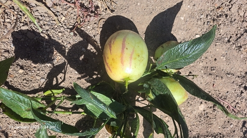 Foto de Pepino-do-mar