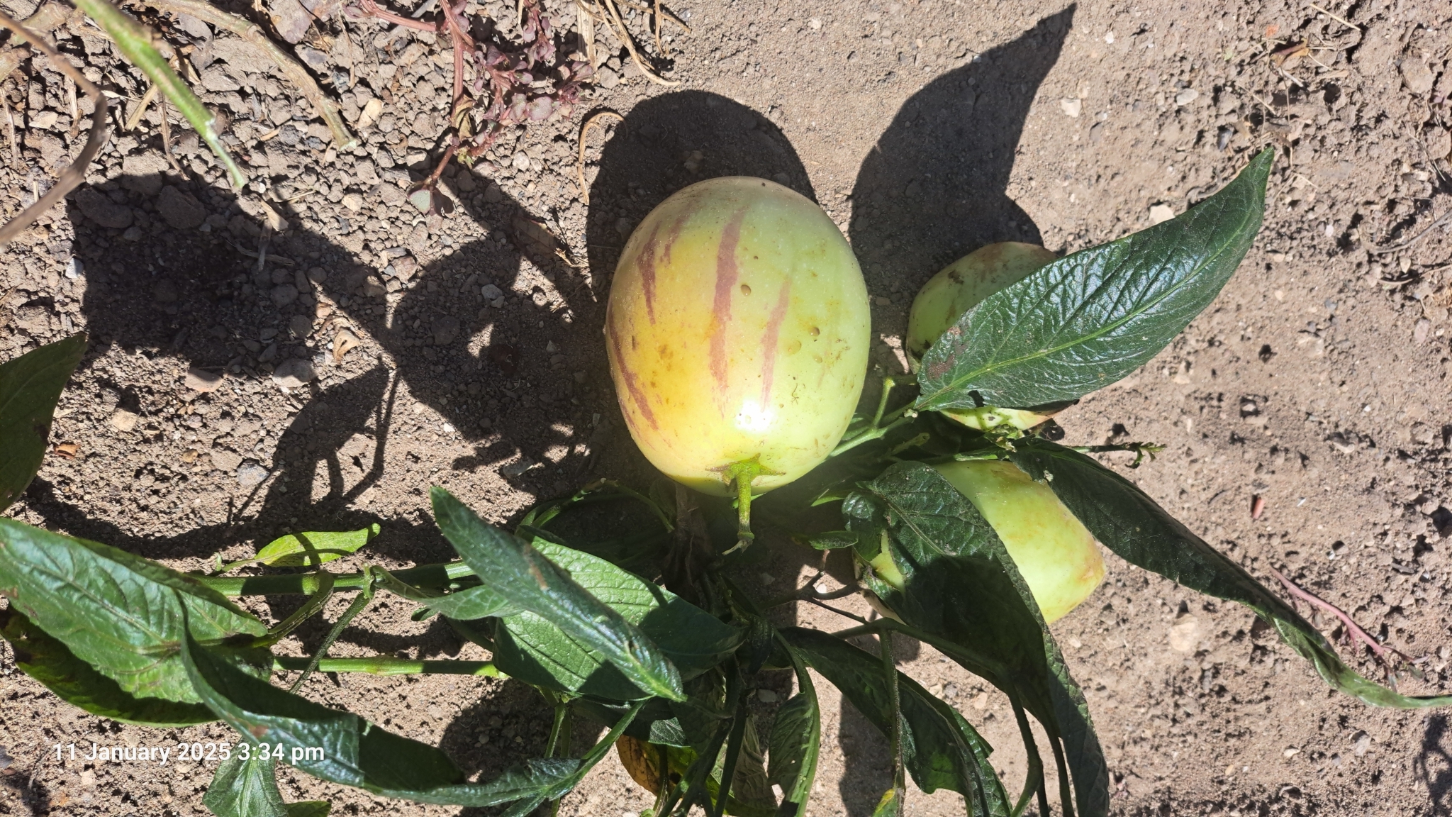 Imagem de Pepino-do-mar