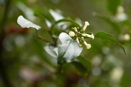 Viburnum taitoense, photograph 2
