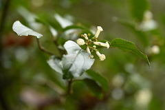 Viburnum taitoense, photograph (c) 曾昱承 Yu-Cheng Zeng, some rights reserved (CC BY)