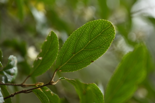 Viburnum taitoense, photograph 1