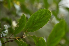 Viburnum taitoense, photograph (c) 曾昱承 Yu-Cheng Zeng, some rights reserved (CC BY)