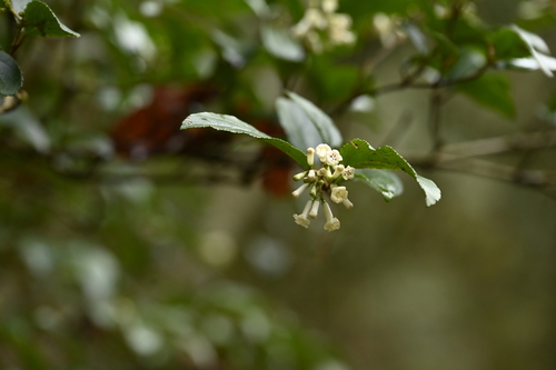 Viburnum taitoense, photograph 4